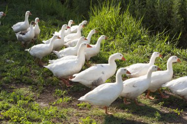 Kümes hayvanları arasında çalıştırmak kazlar ördekler erken yaz gecesi huzurlu bir bahçe. Kazlar fotoğraf ile kırsal manzara