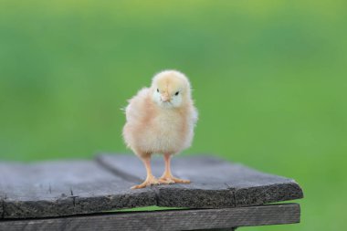 Tahtada küçük bir tavuk, açık havada.
