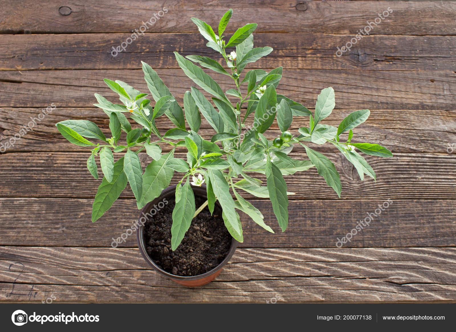 Jerusalem Cherry Plant For Sale