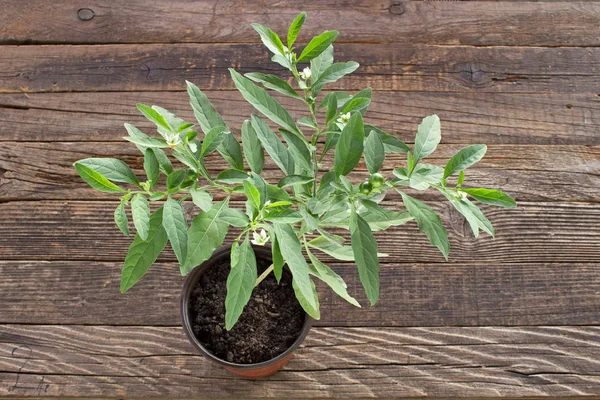 Ahşap adam üzerinde tencerede Kudüs kiraz bitki