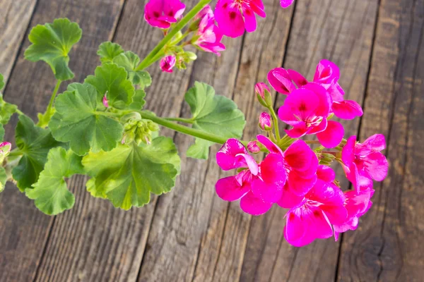 Geranio Pelargonio Fiore Vicino Sfondo Legno — Foto Stock