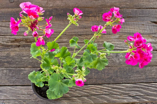 木製の背景に鍋にゼラニウム ゼラニウムの花 — ストック写真