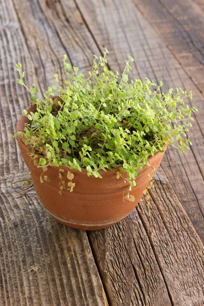 木製の背景にセラミック鍋に家の植物 — ストック写真