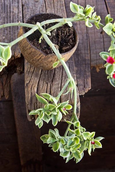 Heartleaf Iceplant Vagy Baba Sun Emelkedett Növény Aptenia Cordifolia Háttere — Stock Fotó