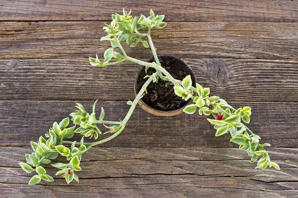 Heartleaf Iceplant Vagy Baba Sun Emelkedett Növény Aptenia Cordifolia Háttere — Stock Fotó