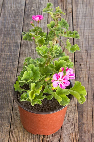 Muskátli Pelargonium Flower Pot Fából Készült Háttér — Stock Fotó