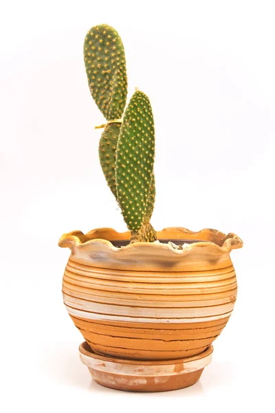 Plante Cactus Pot Céramique Isolée Sur Blanc — Photo