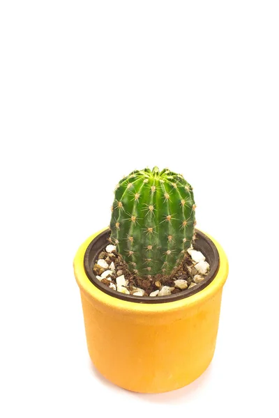 Cactus Keramische Pot Geïsoleerd Wit — Stockfoto