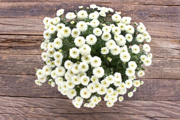 Chrysant Bloemen Houten Achtergrond — Stockfoto