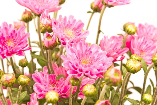 Krysantemum Blomma Närbild Whit — Stockfoto