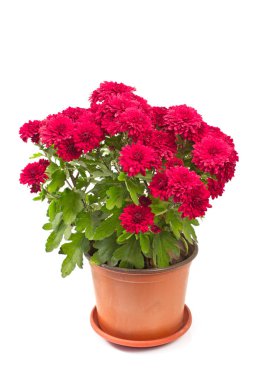 Beyaz izole krizantem kırmızı çiçekler