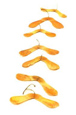 Beyaz arka plan üzerinde izole akçaağaç ağaç tohumları