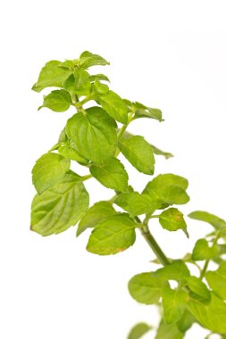 Fesleğen bitki bitki beyaz arka plan üzerinde Kapat