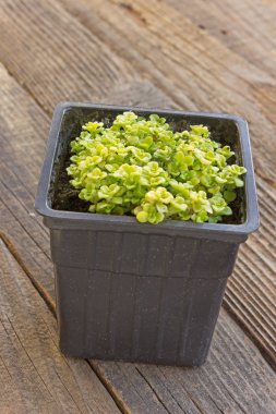 Ahşap arka planda küçük ev tesisi