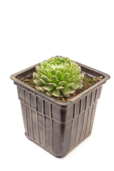 Kleine huis cactus plant geïsoleerd op wit — Stockfoto