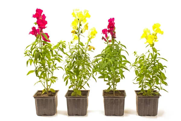 Snapdragon fleurs dans des pots isolés sur fond blanc Photos De Stock Libres De Droits