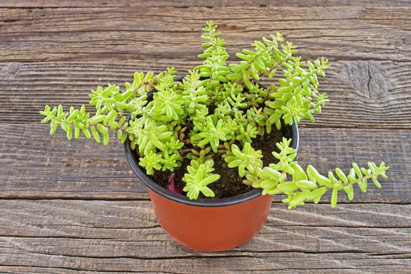 Planta de geléia (sedum rubrotinctum) sobre fundo de madeira — Fotografia de Stock