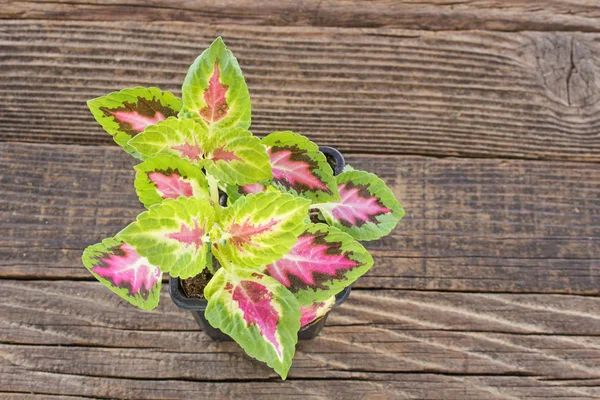 Coleus rostliny v hrnci na dřevěné pozadí — Stock fotografie