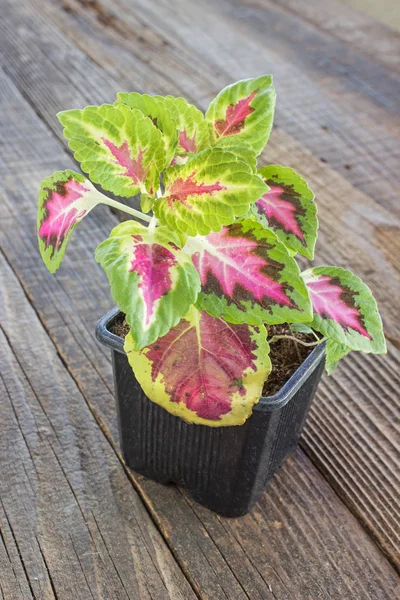 Coleus plant in pot on wooden background Stock Image