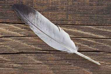 Ahşap arkaplanda tüy