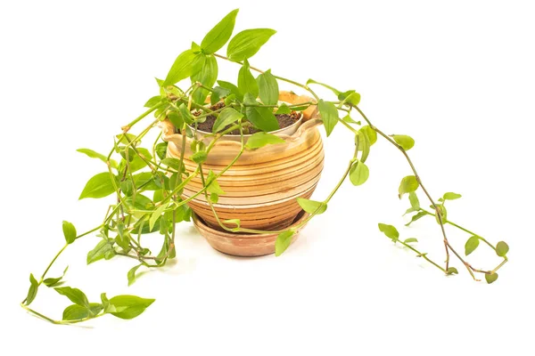 Devils ivy plant in pot isolated on  white — Stock Photo, Image