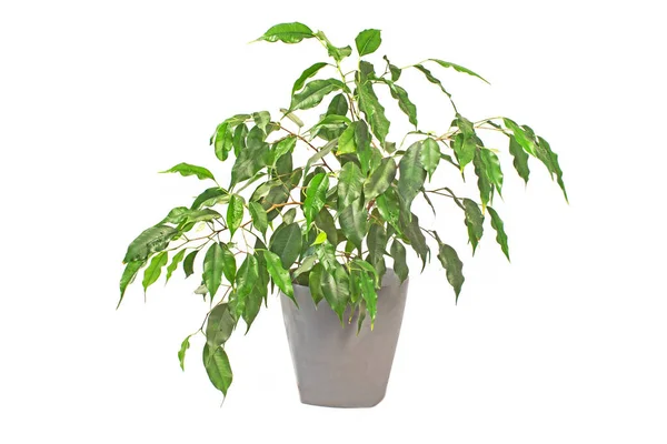 Ficus Benjamin or Weeping fig plant in pot isolated on white — Stock Photo, Image