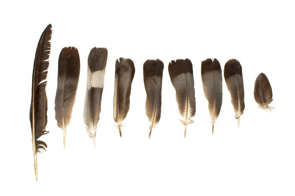 Schwarze Federn isoliert auf weißem Hintergrund — Stockfoto