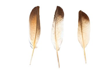 Beyaz arkaplanda izole edilmiş tüyler