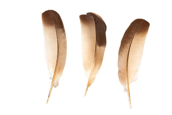 Plumas aisladas sobre fondo blanco — Foto de Stock