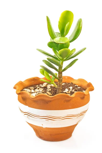 Crassula Jade plant geïsoleerd op witte achtergrond — Stockfoto