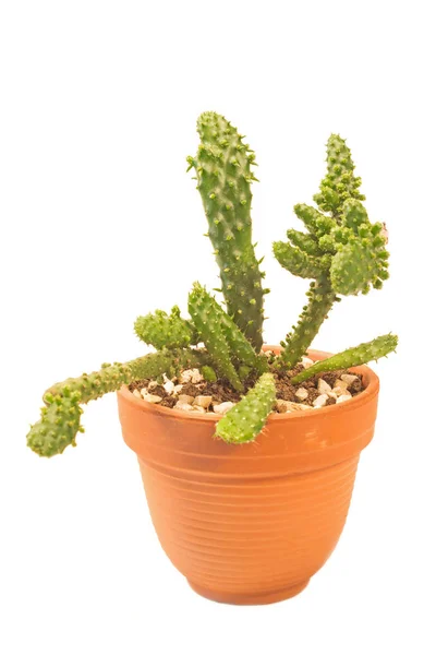 Kaktusz cholla a fazékban elszigetelt, fehér alapon — Stock Fotó