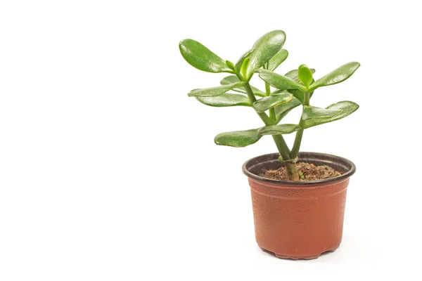 Crassula  jade plant isolated on white background Stock Photo