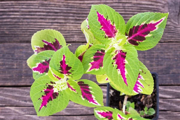 Coleus rostliny v hrnci na dřevěné pozadí — Stock fotografie