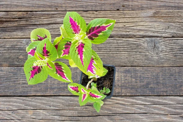 Coleus rostliny v hrnci na dřevěné pozadí — Stock fotografie