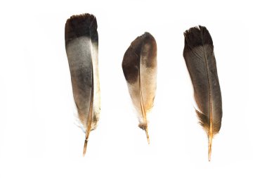 siyah tüyleri beyaz zemin üzerine izole      