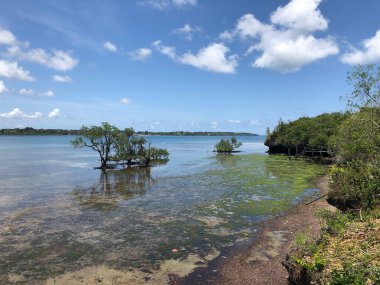 Kenya 'daki Wasini Adası