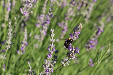Brittany 'de çiçek toplayan bir arı