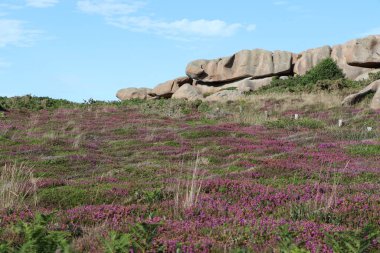 Cote de granit gülü ya da Pembe Granit Sahili, Fransa