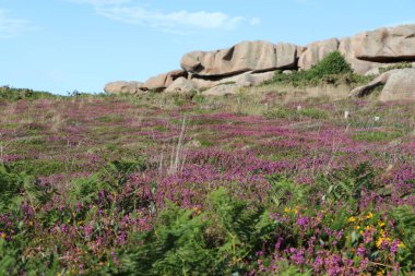 Cote de granit gülü ya da Pembe Granit Sahili, Fransa