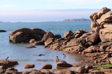 Cote de granit gülü ya da Pembe Granit Sahili, Fransa