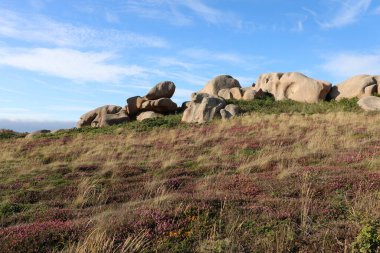 Cote de granit gülü ya da Pembe Granit Sahili, Fransa