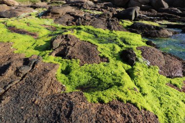 Cote de granit gülünde ya da Pembe Granit Sahilinde doğal mus, Fransa