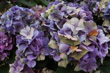 Fransa 'da güzel bir çiçeğin ayrıntıları