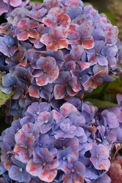 Detalj Vacker Blomma Frankrike — Stockfoto