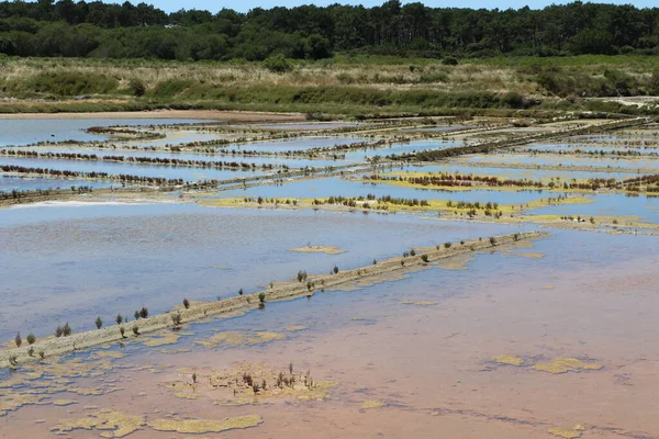 View Famous Salt Marshes Guerande France — Stock Photo, Image