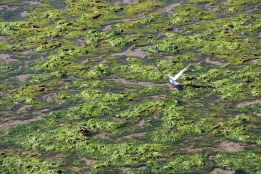 Ile de R, Fransa 'da mahsur kalmış algler.