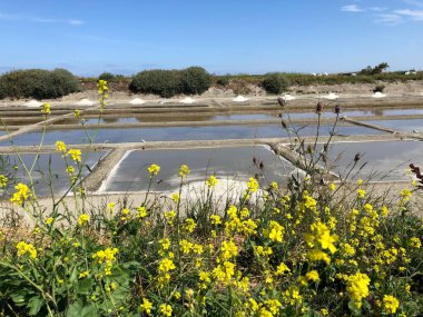 Couarde-sur-Mer kasabası yakınlarındaki tuz bataklıkları, Ile-de-Re
