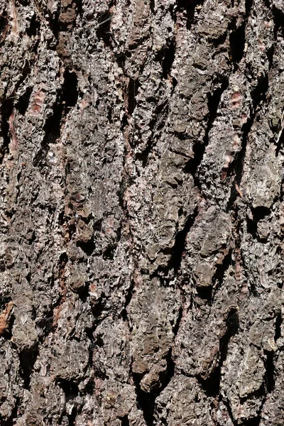 Кора Дерева Иль Франция — стоковое фото