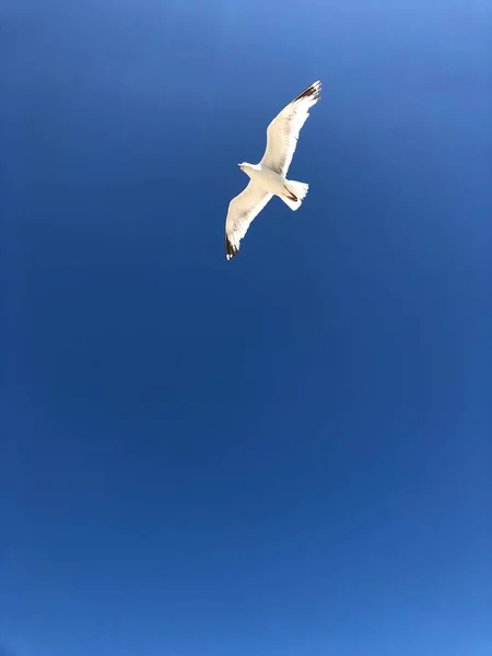 Gull Flying Sky Saint Clement Des Baleine Ile — Stock Photo, Image