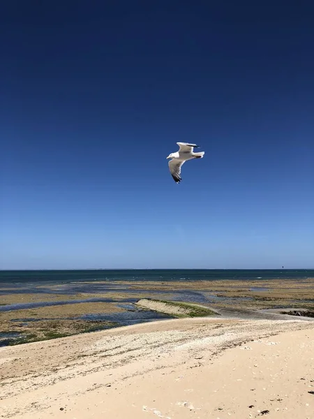 Gaivota Voando Céu Saint Clement Des Baleine Ile — Fotografia de Stock